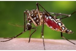Chikungunya: dont let a small bite turn into a health problem