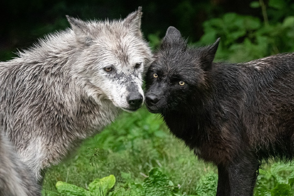 For the Love of Wilderness and Wolves | Laval Families Magazine | Laval's Family Life Magazine
