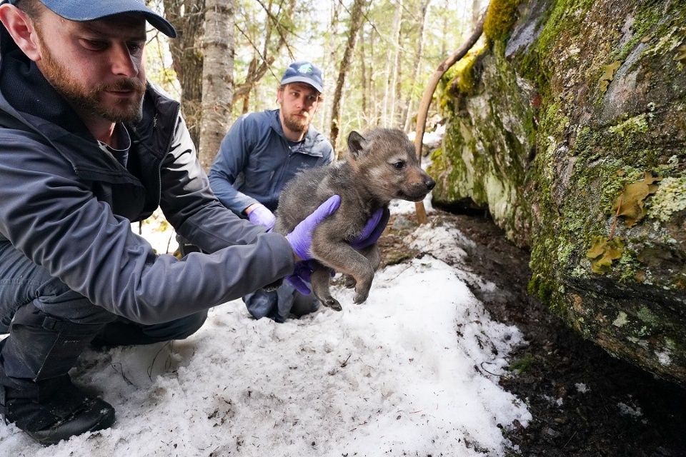 The Voyageur Wolf Project: From Research to Outreach | Laval Families Magazine | Laval's Family Life Magazine