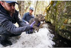 The Voyageur Wolf Project: From Research to Outreach