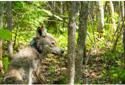 The Voyageur Wolf Project: From Research to Outreach