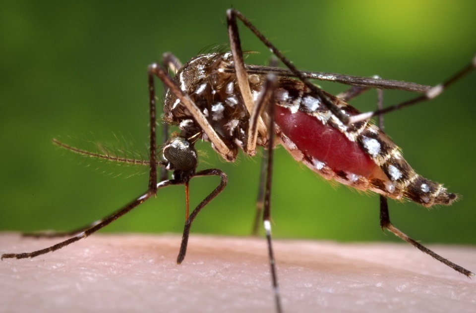 Chikungunya: dont let a small bite turn into a health problem | Laval Families Magazine | Laval's Family Life Magazine